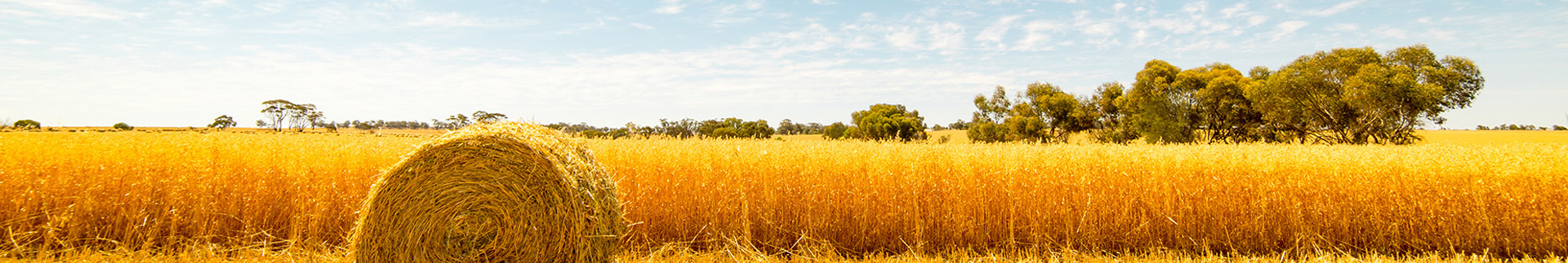 Grains & Feeds